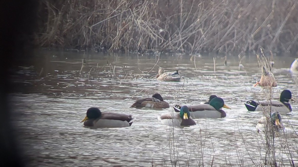 Greater Scaup - Richard Stanton