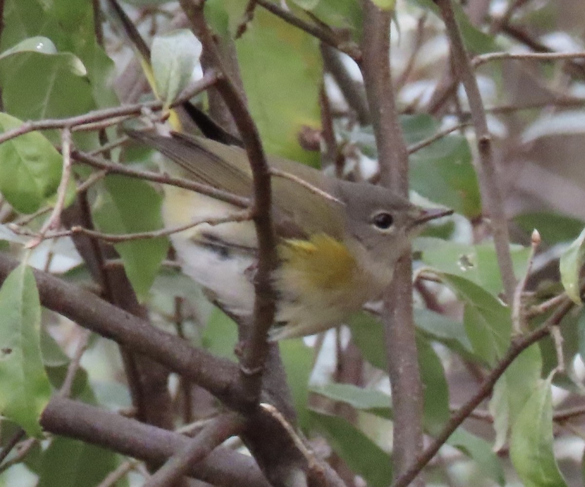 American Redstart - ML504465041