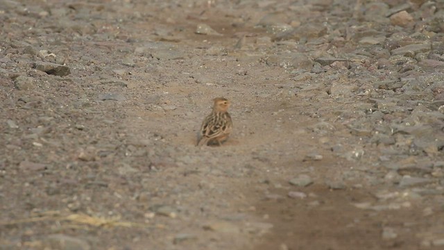 Tawny Lark - ML504465761