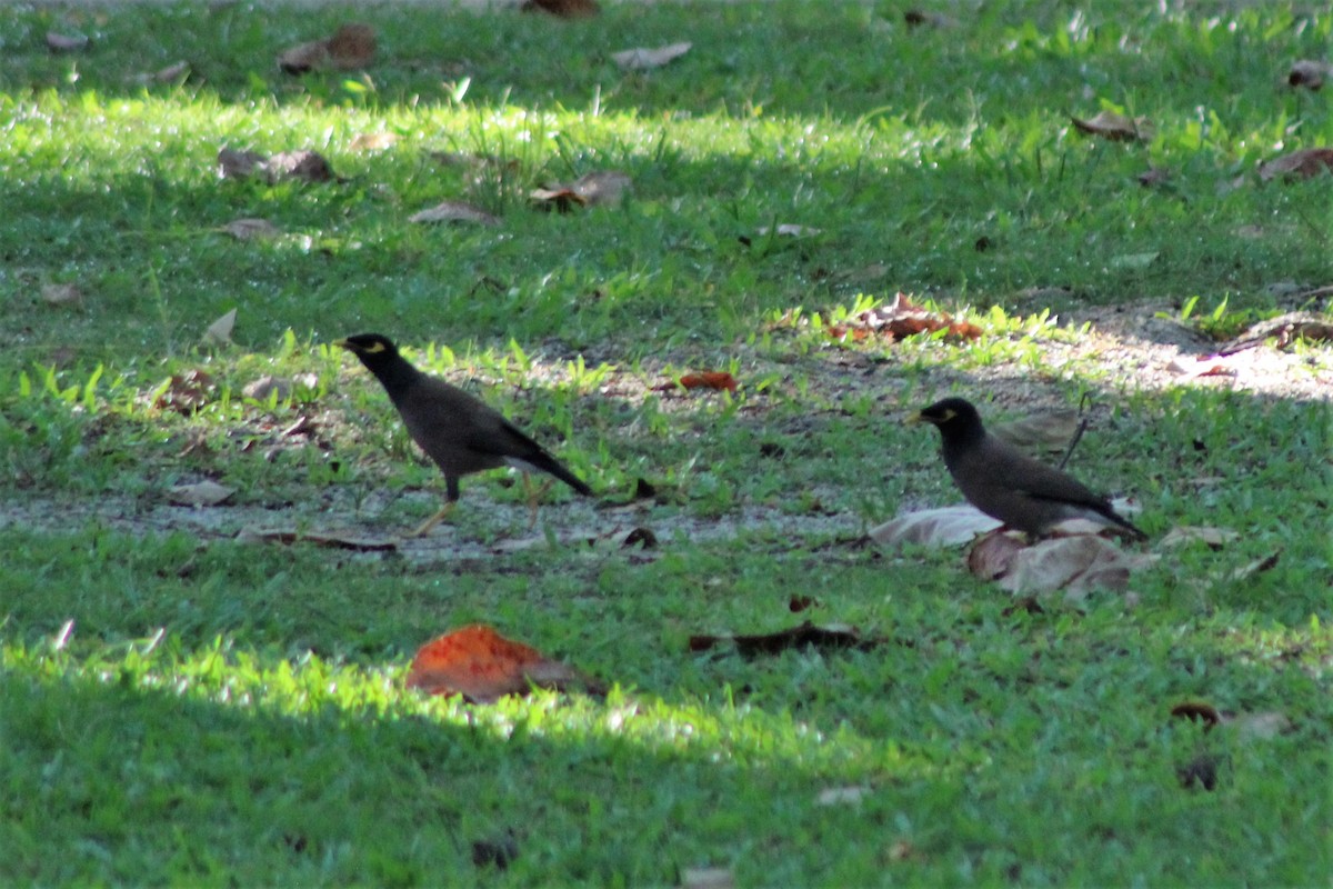 Тольт бор тодол - ML504465841