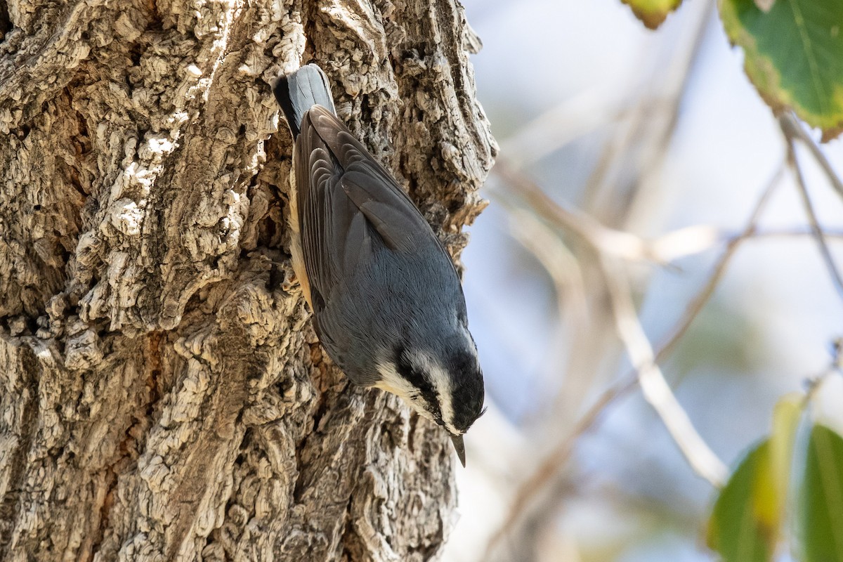 Red-breasted Nuthatch - ML504465921