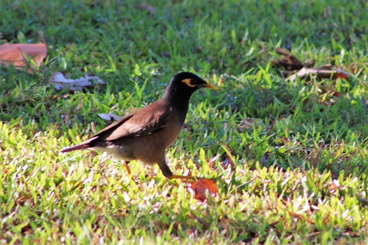 Тольт бор тодол - ML504465931