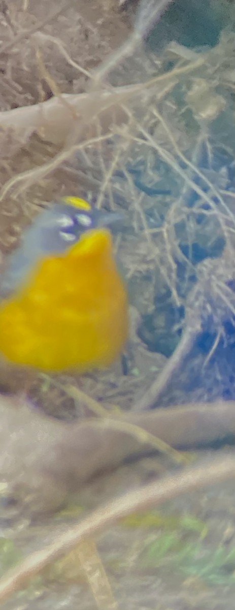 Fan-tailed Warbler - ML504466341