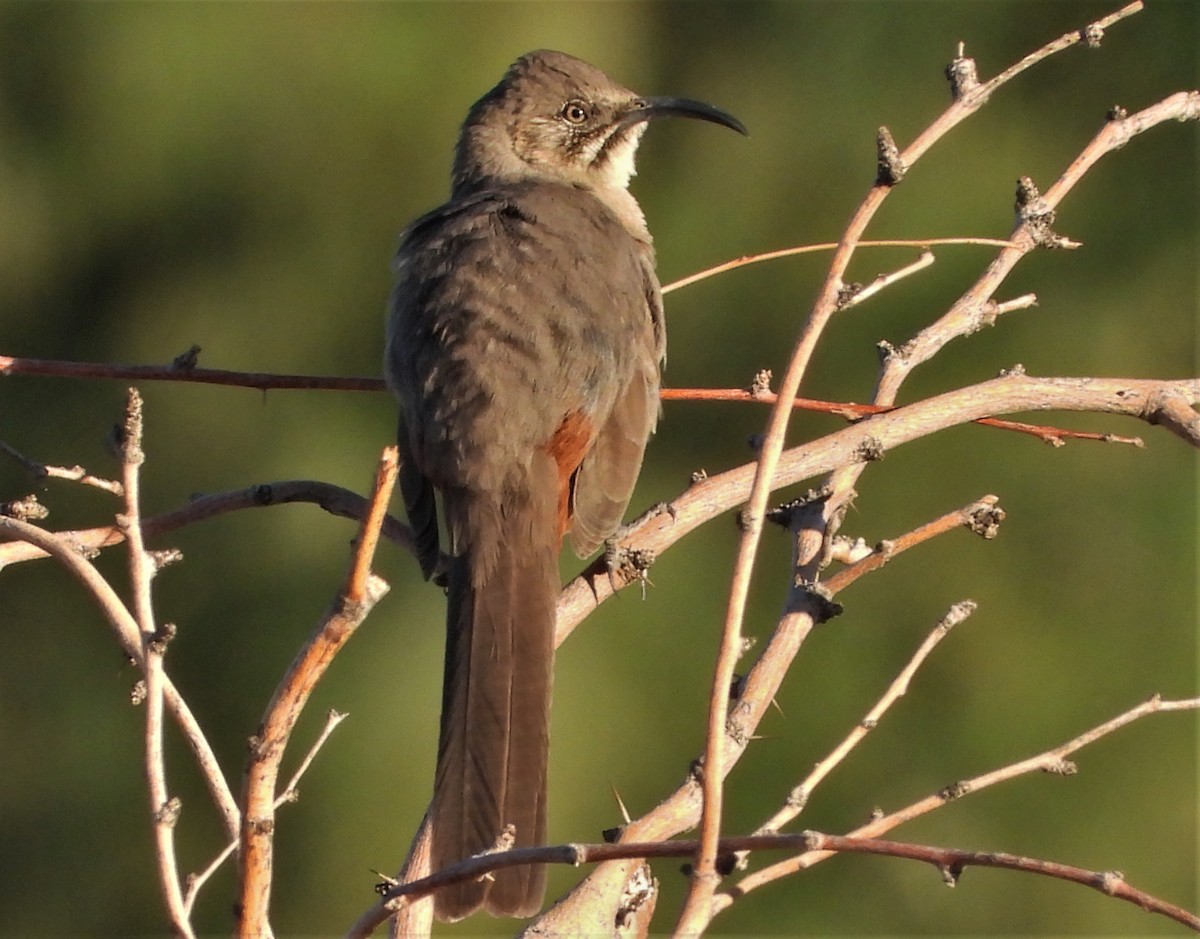 Crissal Thrasher - Pair of Wing-Nuts