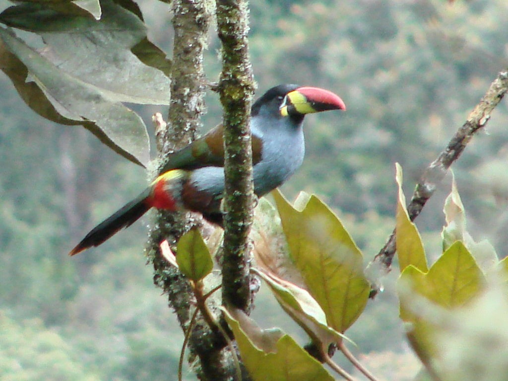 Gray-breasted Mountain-Toucan - ML504466971