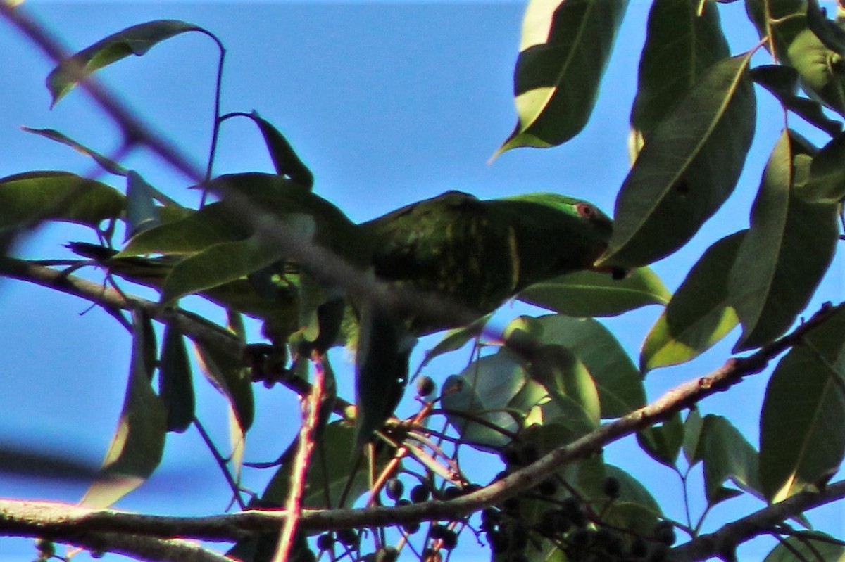 Scaly-breasted Lorikeet - ML504468661