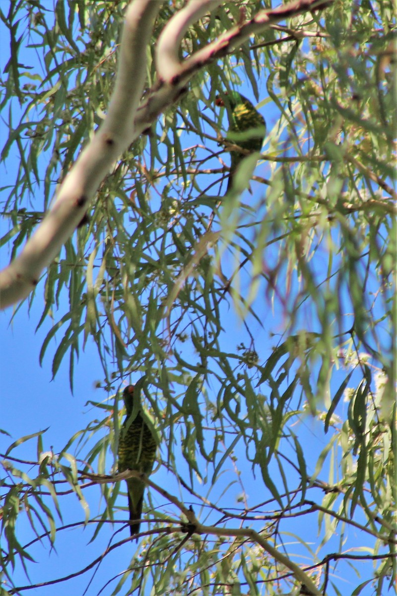 Scaly-breasted Lorikeet - ML504468841