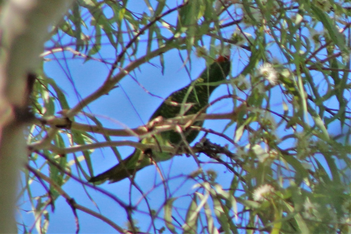 Scaly-breasted Lorikeet - ML504468981