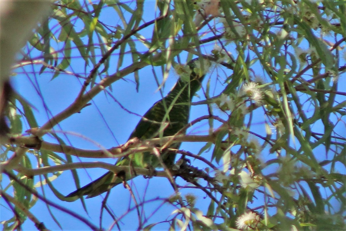 Scaly-breasted Lorikeet - ML504469061