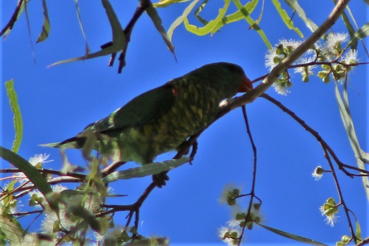 Scaly-breasted Lorikeet - ML504469091