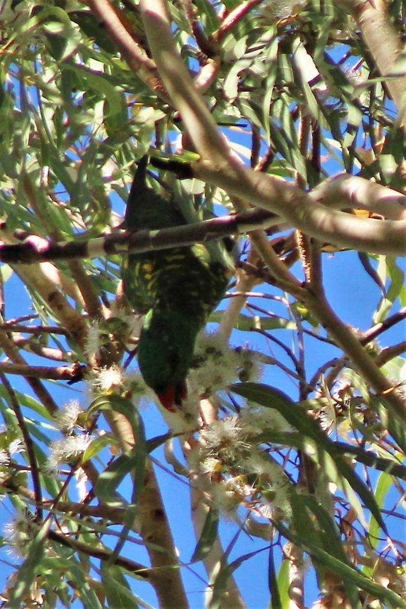 Scaly-breasted Lorikeet - ML504469131