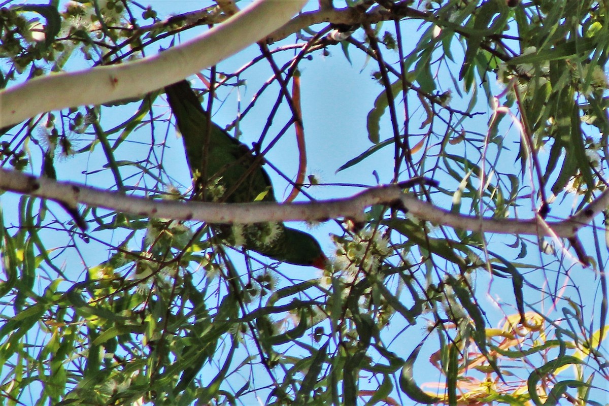 Scaly-breasted Lorikeet - ML504469161