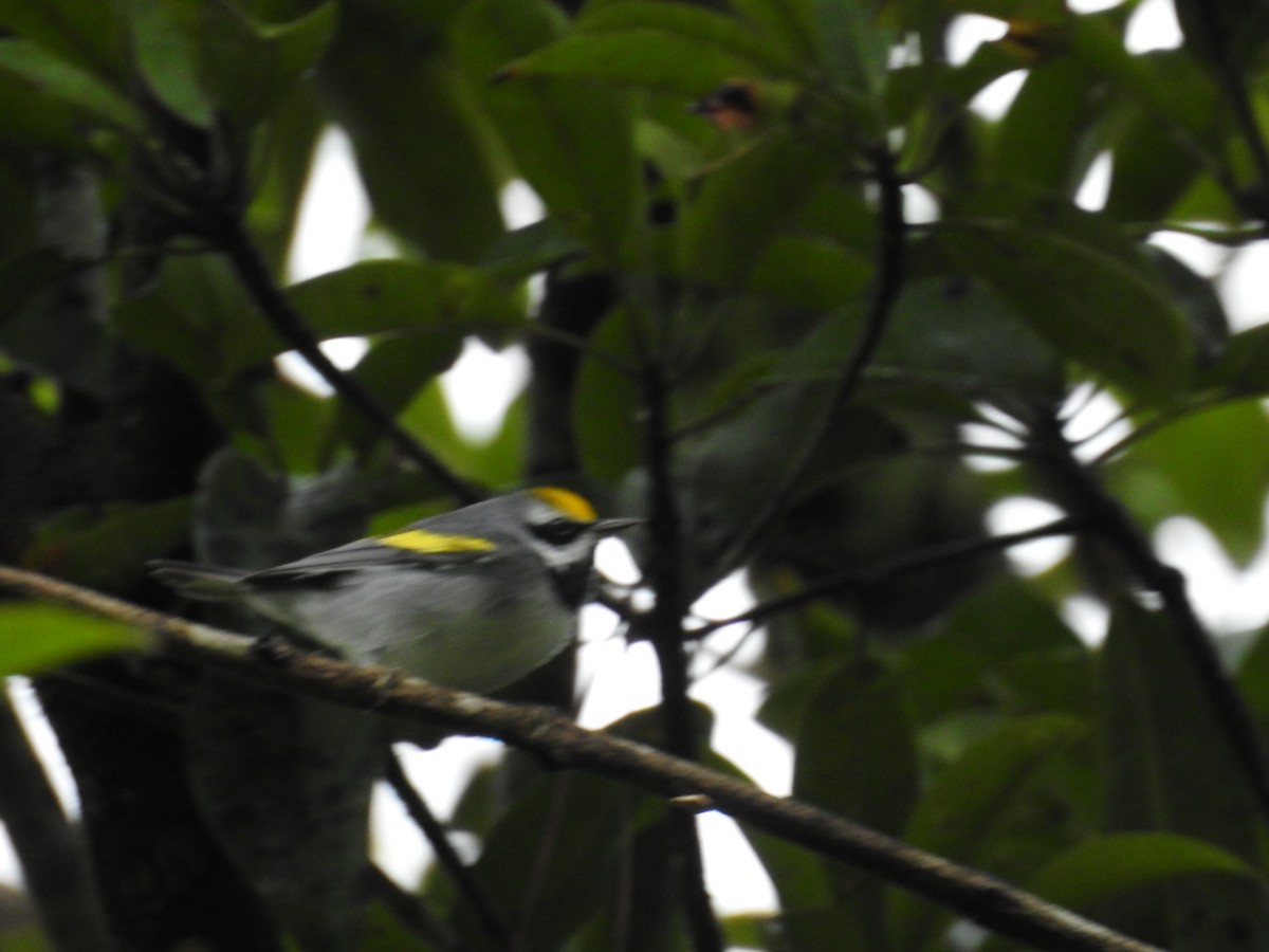 Golden-winged Warbler - Nery Monroy