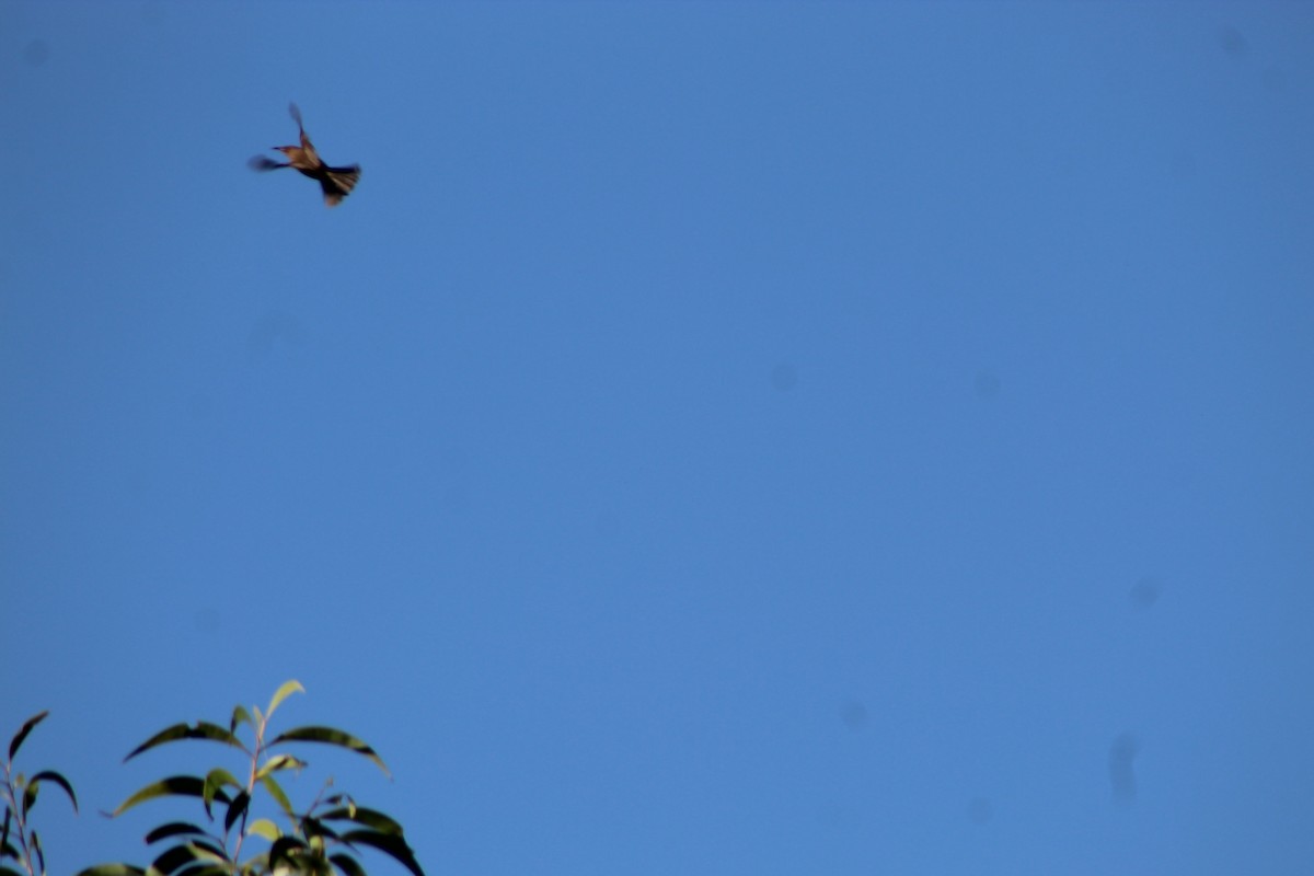 Brown Honeyeater - ML504469691