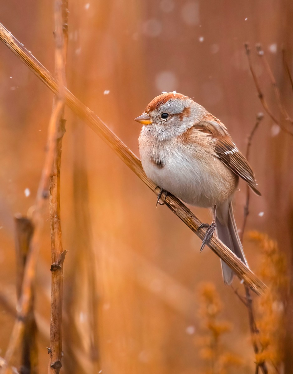 American Tree Sparrow - ML504470851