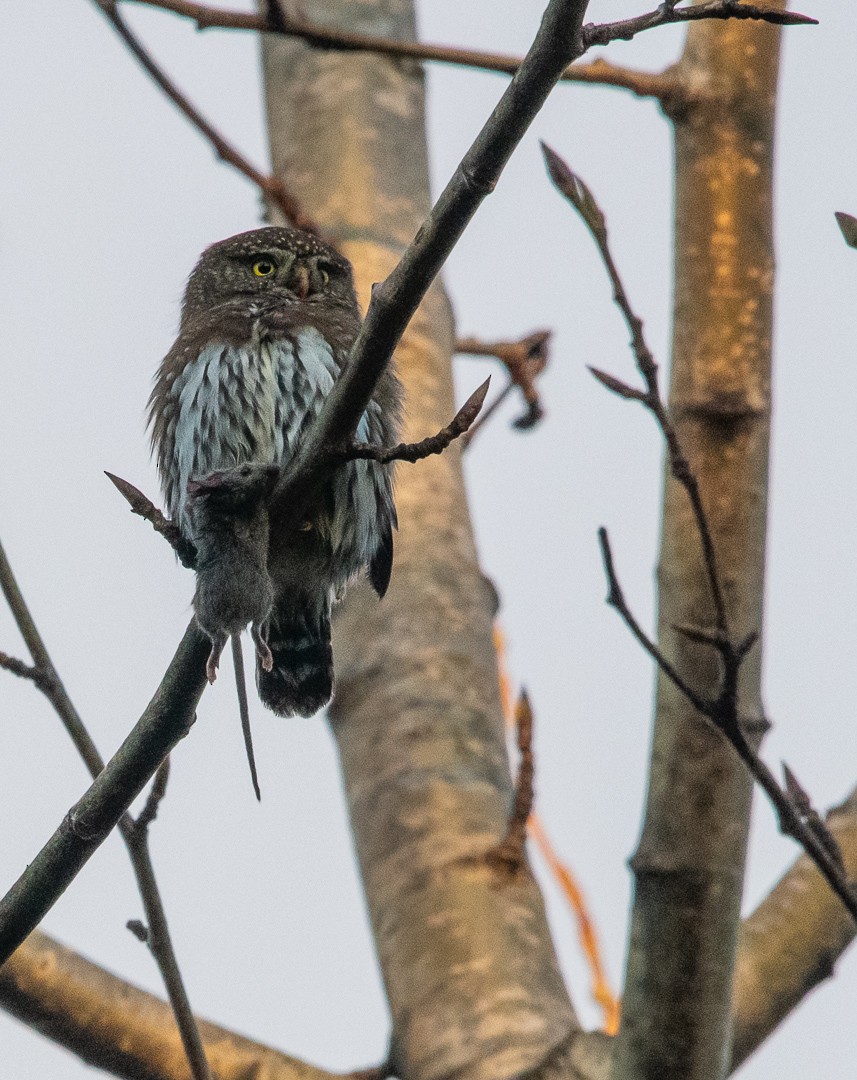 Northern Pygmy-Owl - ML504471101