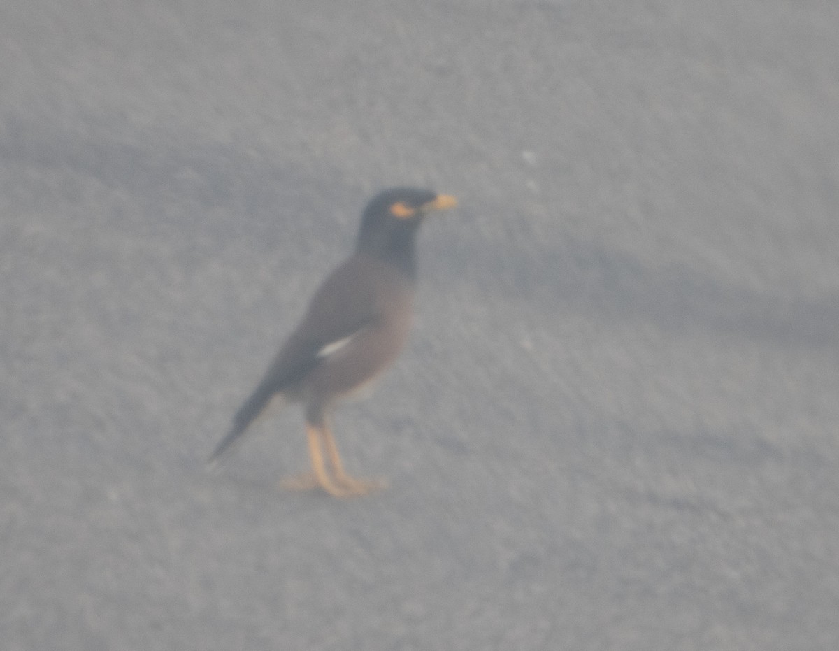 Common Myna - Lindy Fung