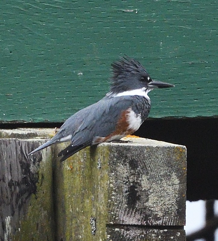 Martin-pêcheur d'Amérique - ML504471131