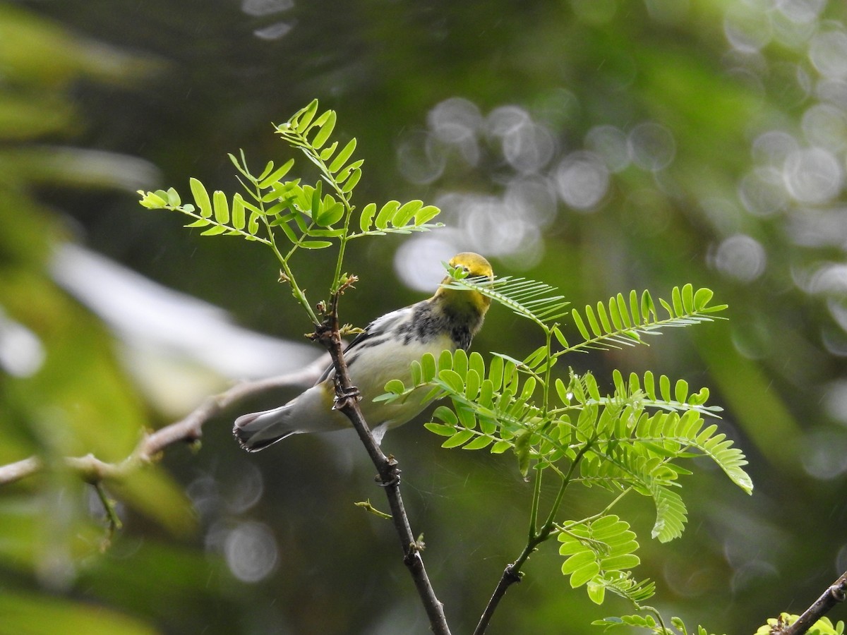 Black-throated Green Warbler - Nery Monroy