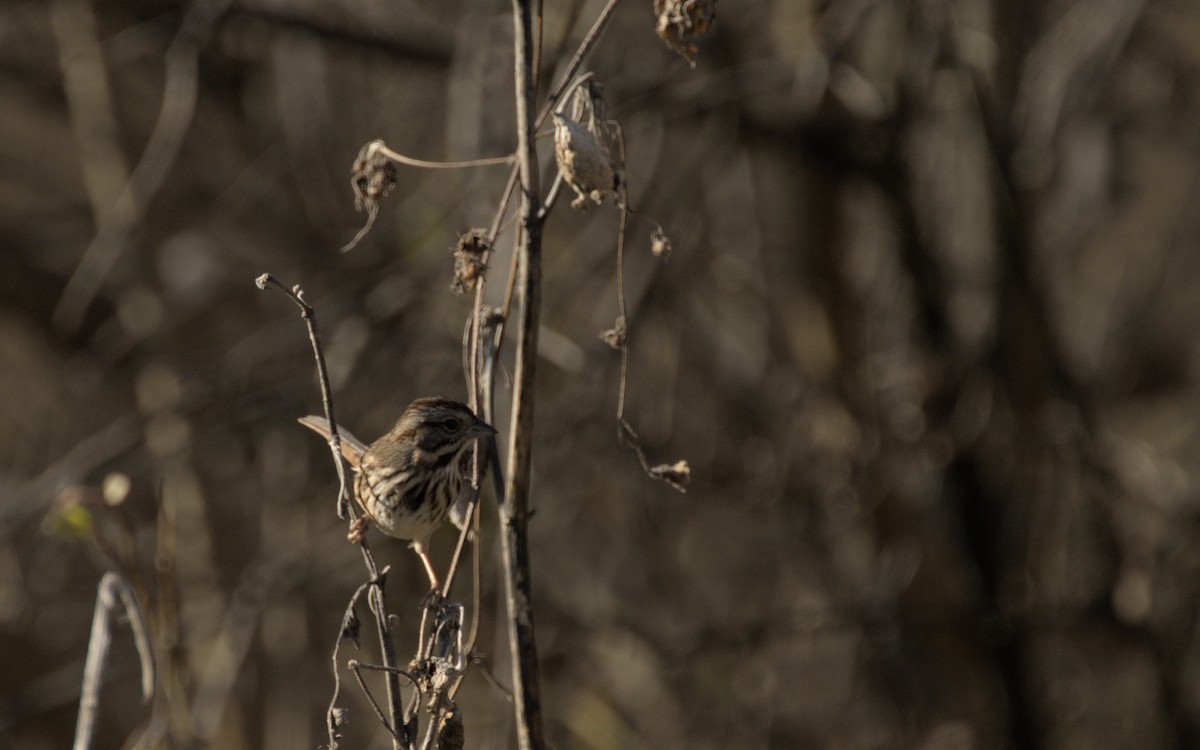 Song Sparrow - ML504471931