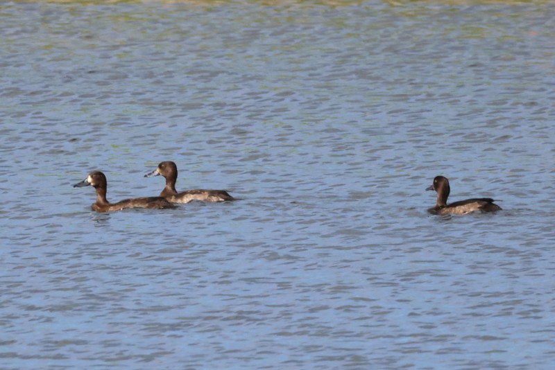 Tufted Duck - ML504472201