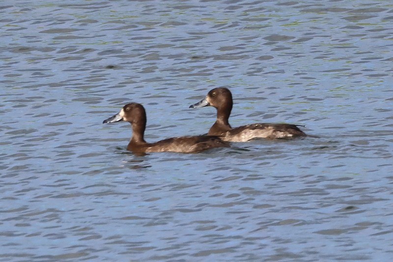 Tufted Duck - Joseph Mancuso