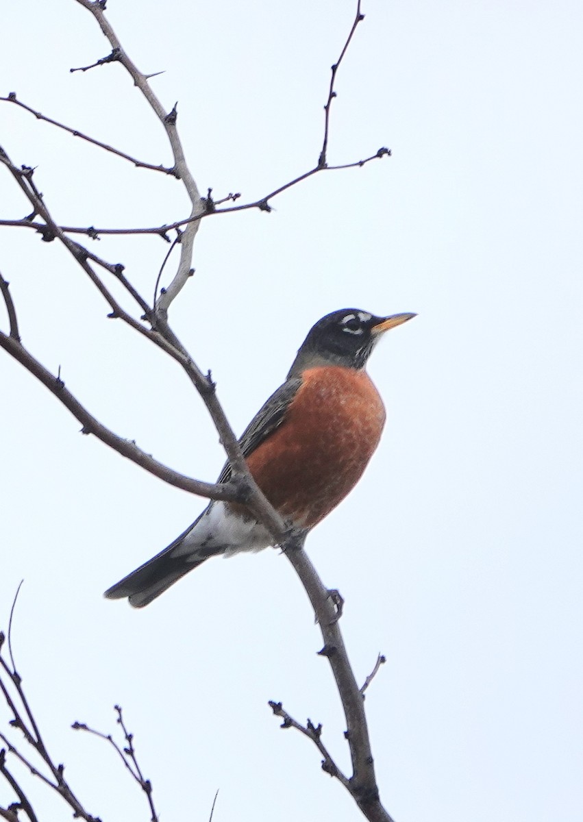 American Robin - Kathleen Horn