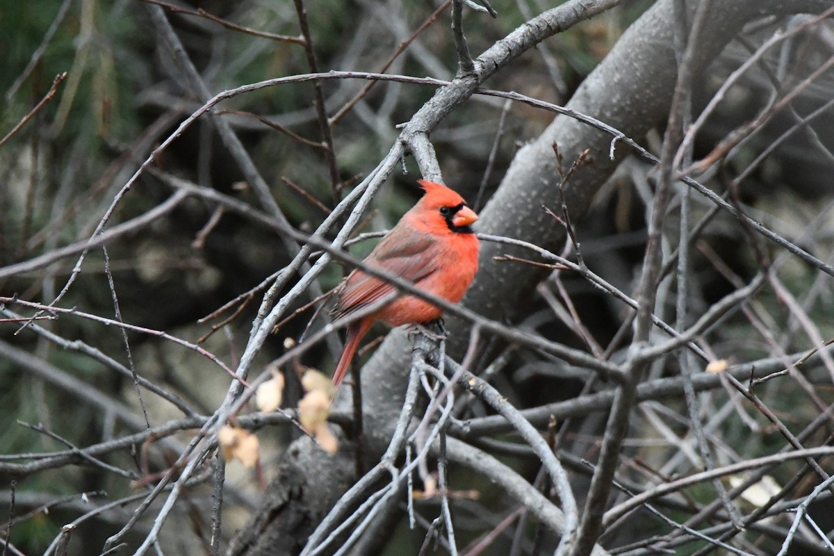 Northern Cardinal - Lori Brummer