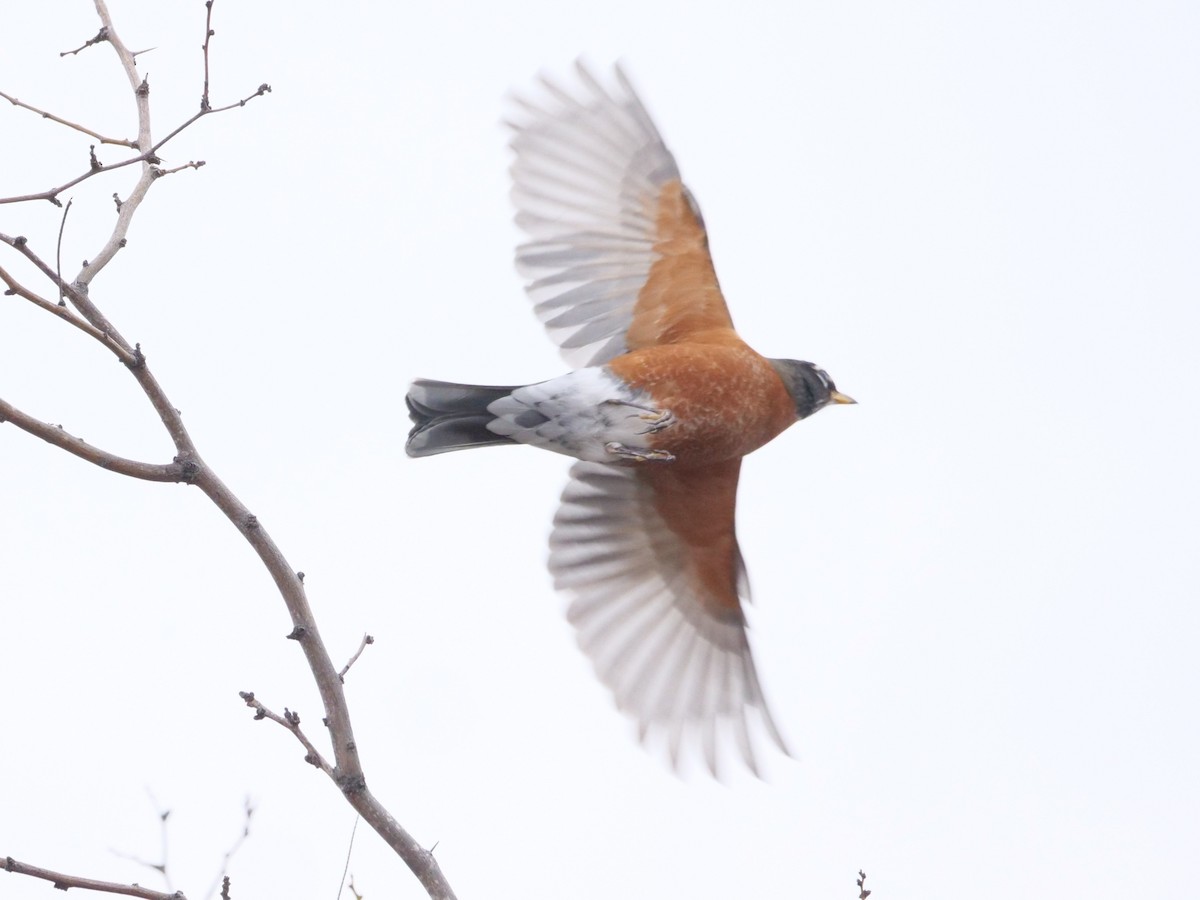 American Robin - Roger Horn