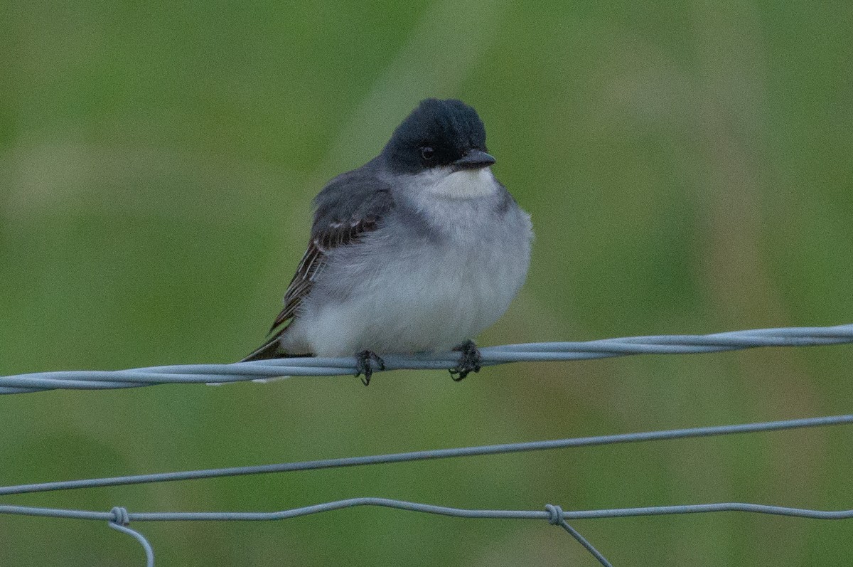 Eastern Kingbird - ML504474471