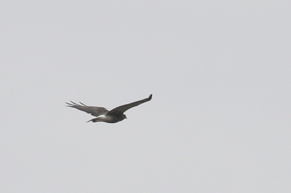 White-tailed Hawk - ML504477341