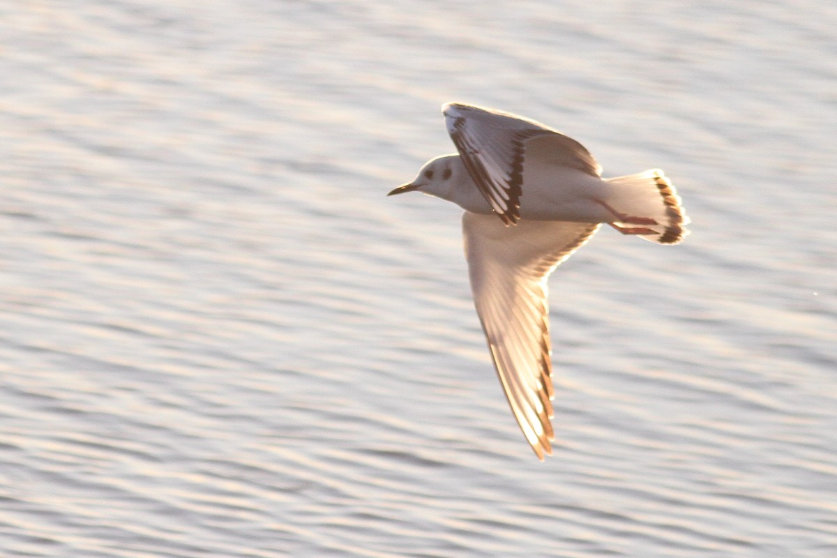 Bonaparte's Gull - ML504478101