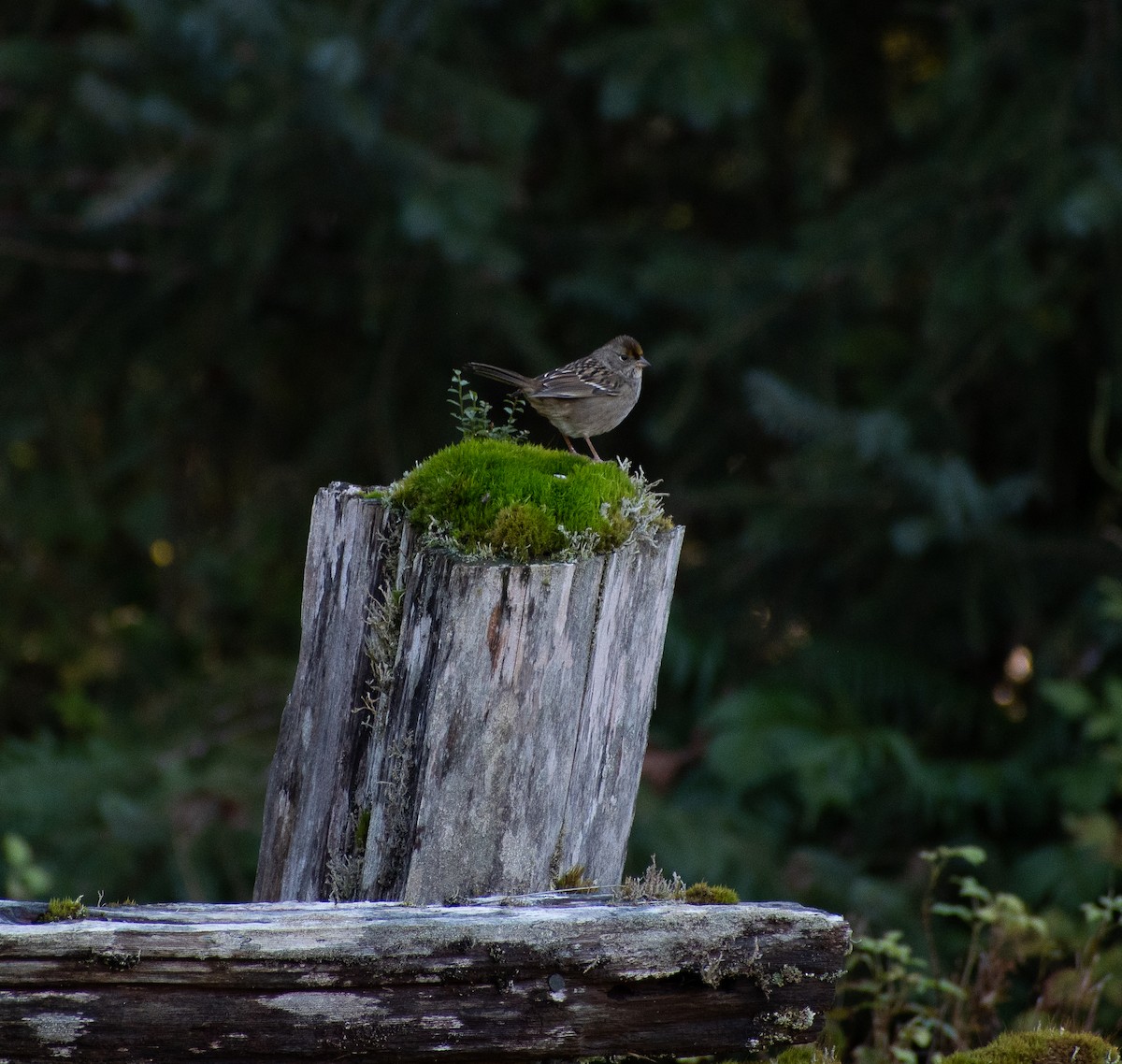 Golden-crowned Sparrow - ML504479751
