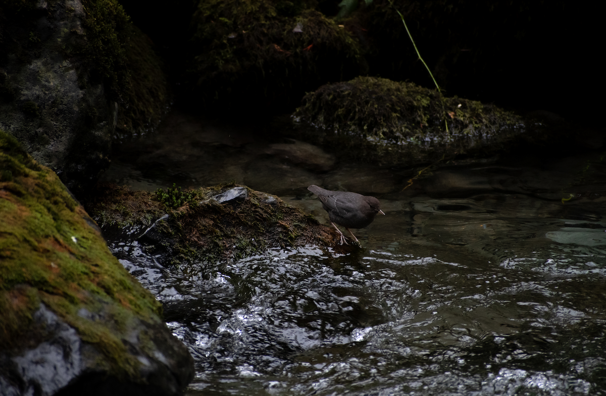 American Dipper - Autumn Rose