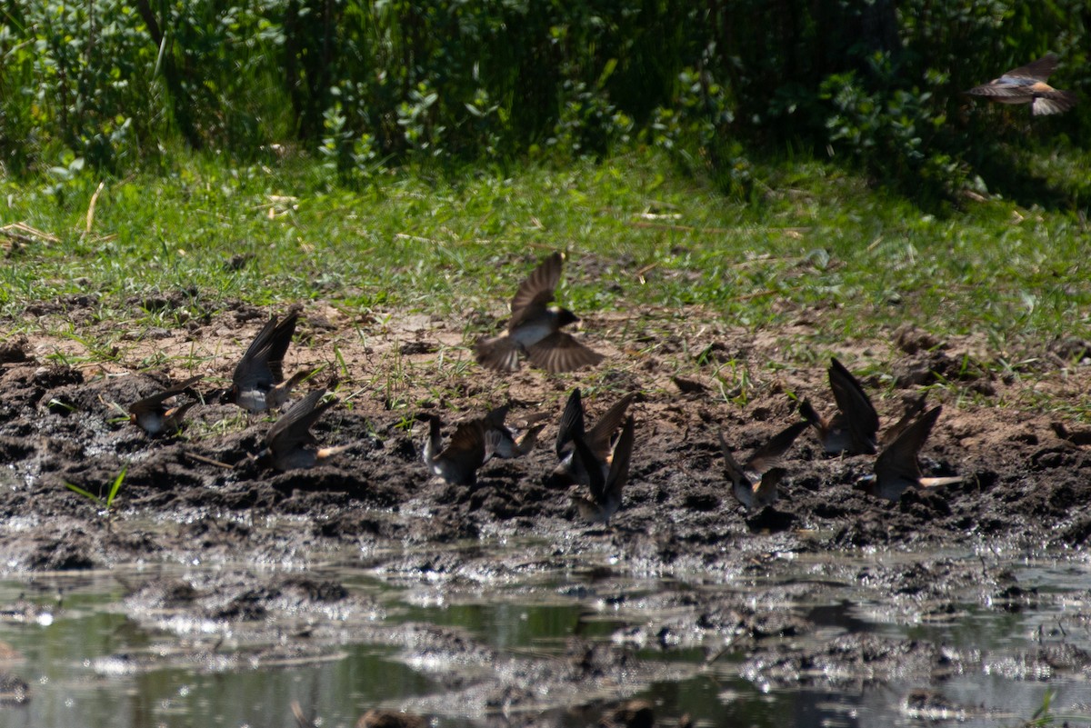 Golondrina Risquera - ML504480631