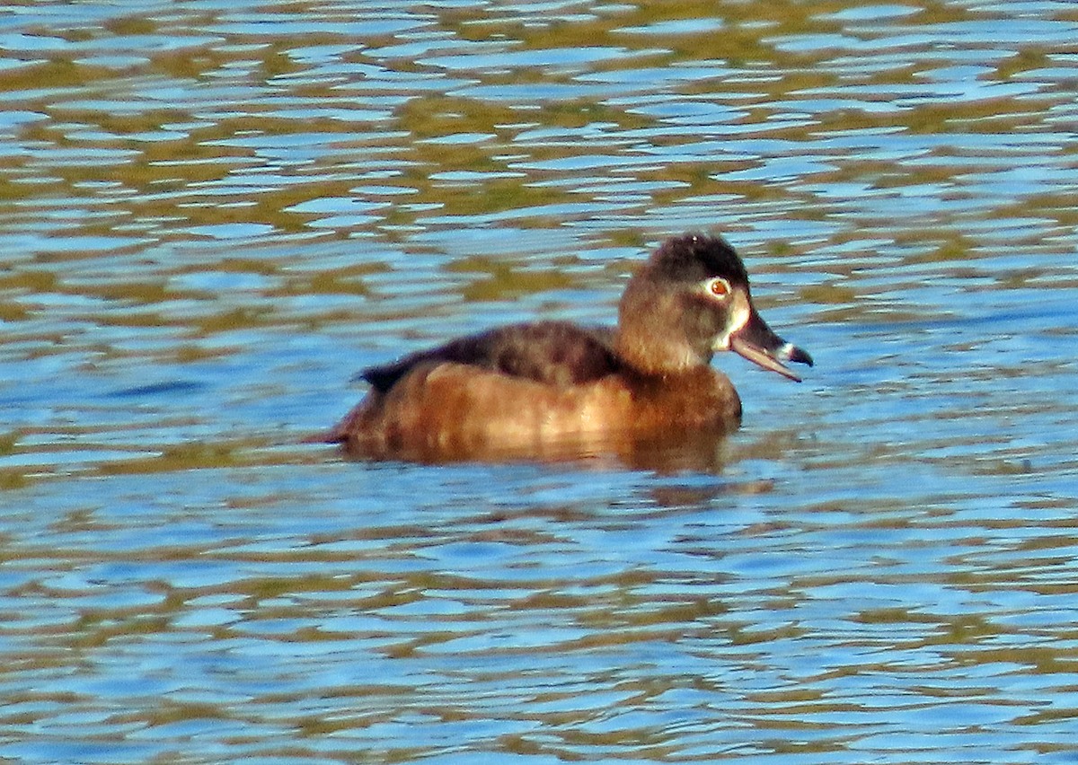 Ring-necked Duck - Jim Scott