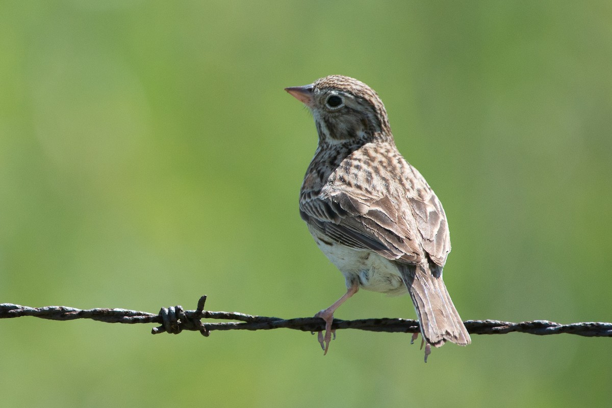 Vesper Sparrow - ML504480941