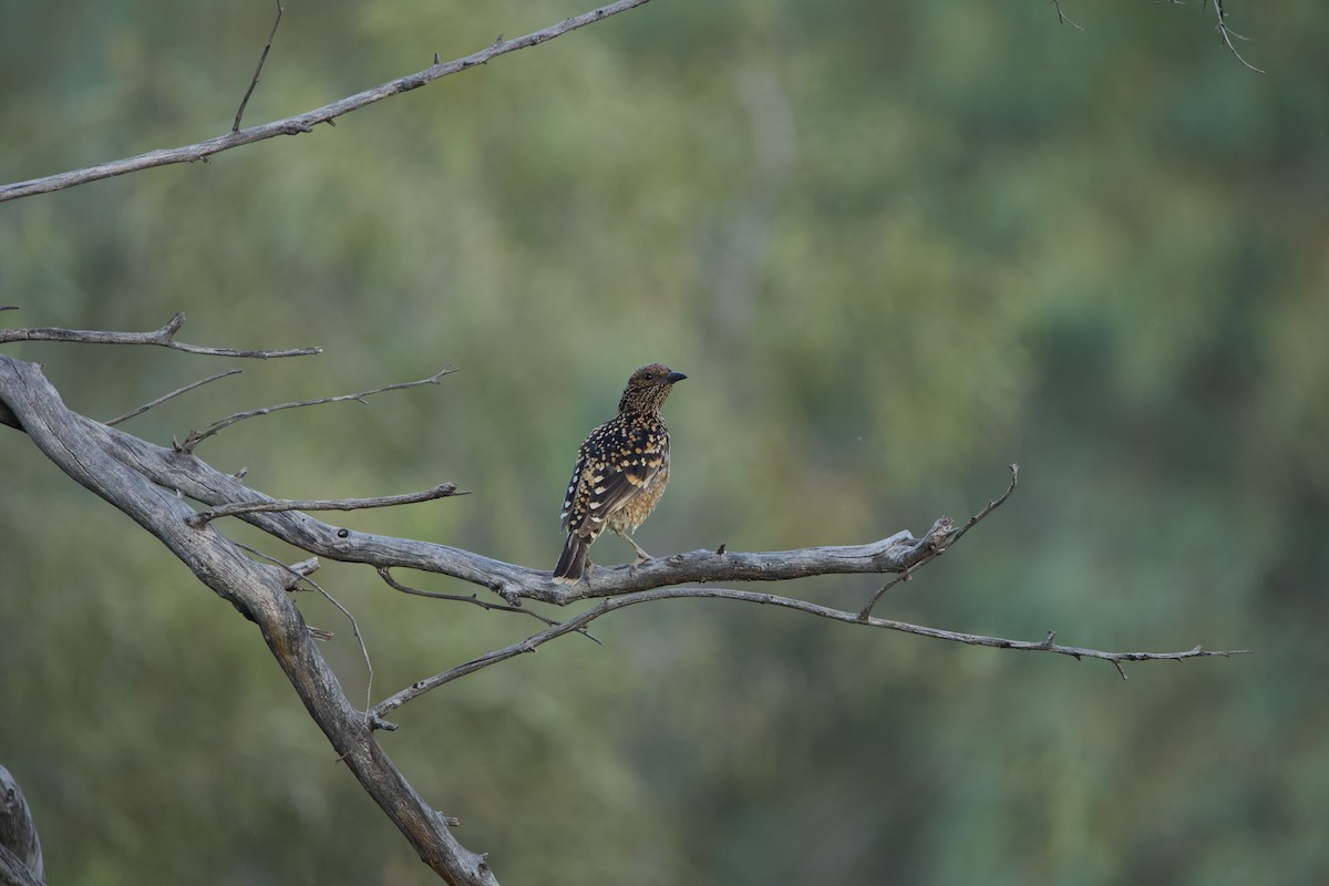 Tropfenlaubenvogel - ML504481291