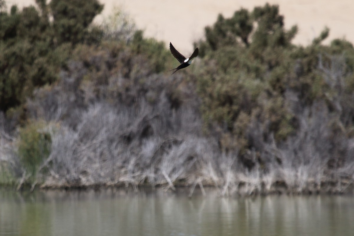 White-backed Swallow - ML504483401