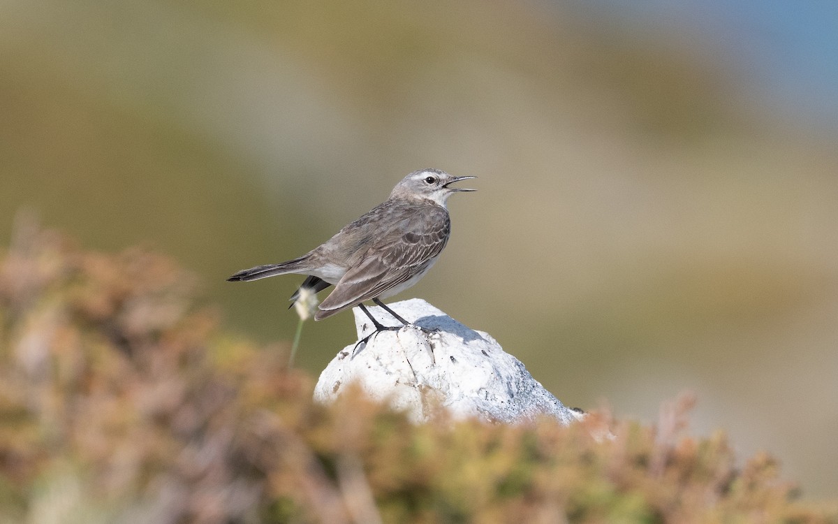 Water Pipit - ML504483801