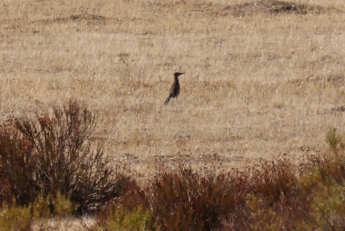 Greater Roadrunner - ML504483831