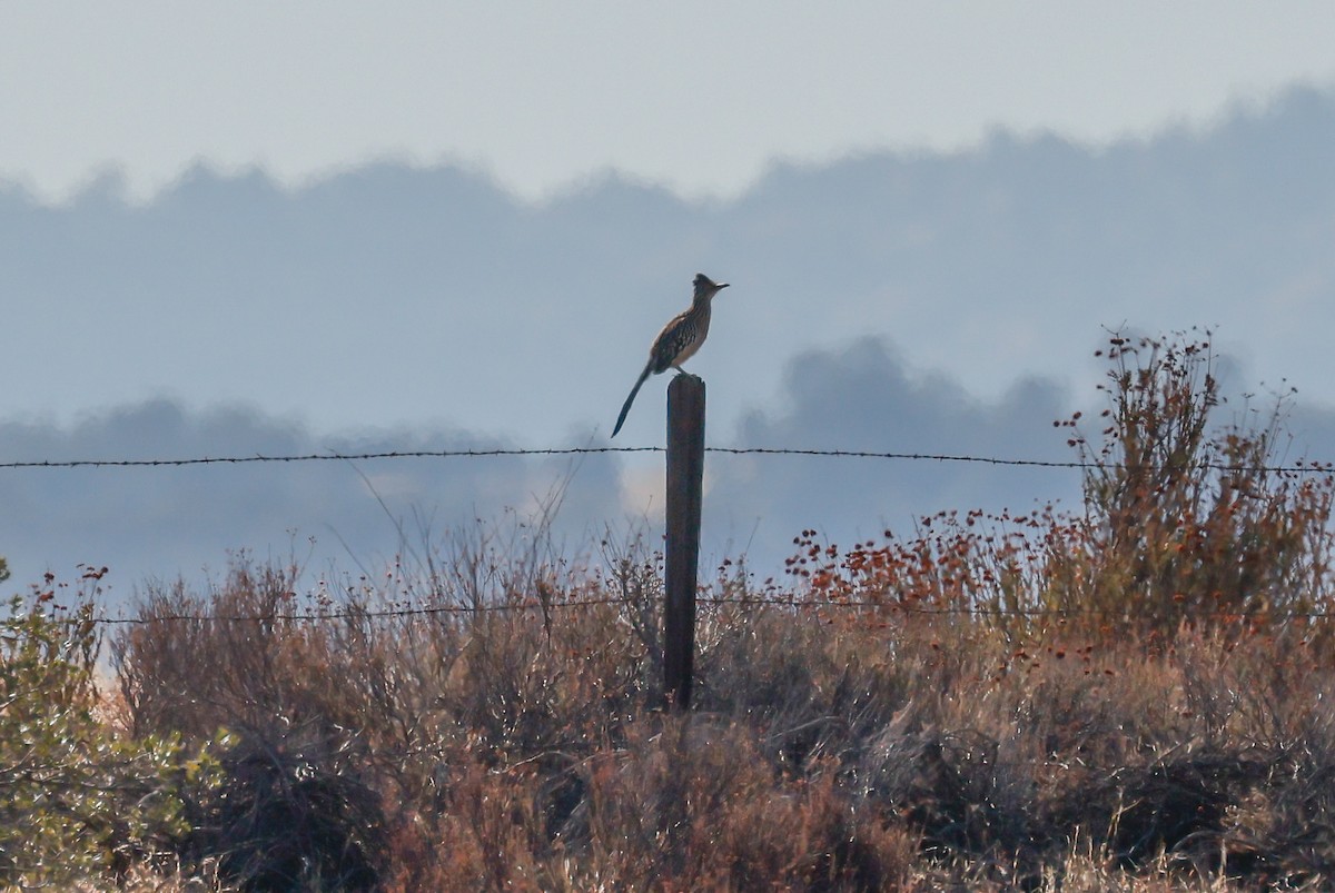 Greater Roadrunner - ML504483841