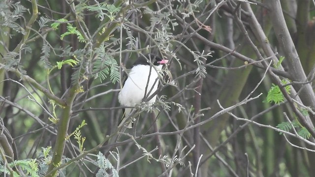 Painted Honeyeater - ML504484171