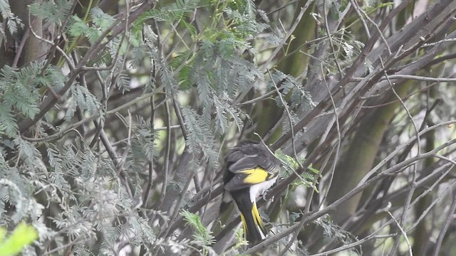 Painted Honeyeater - ML504484181