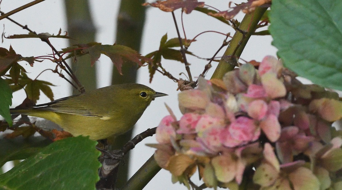 Orange-crowned Warbler - ML504485081