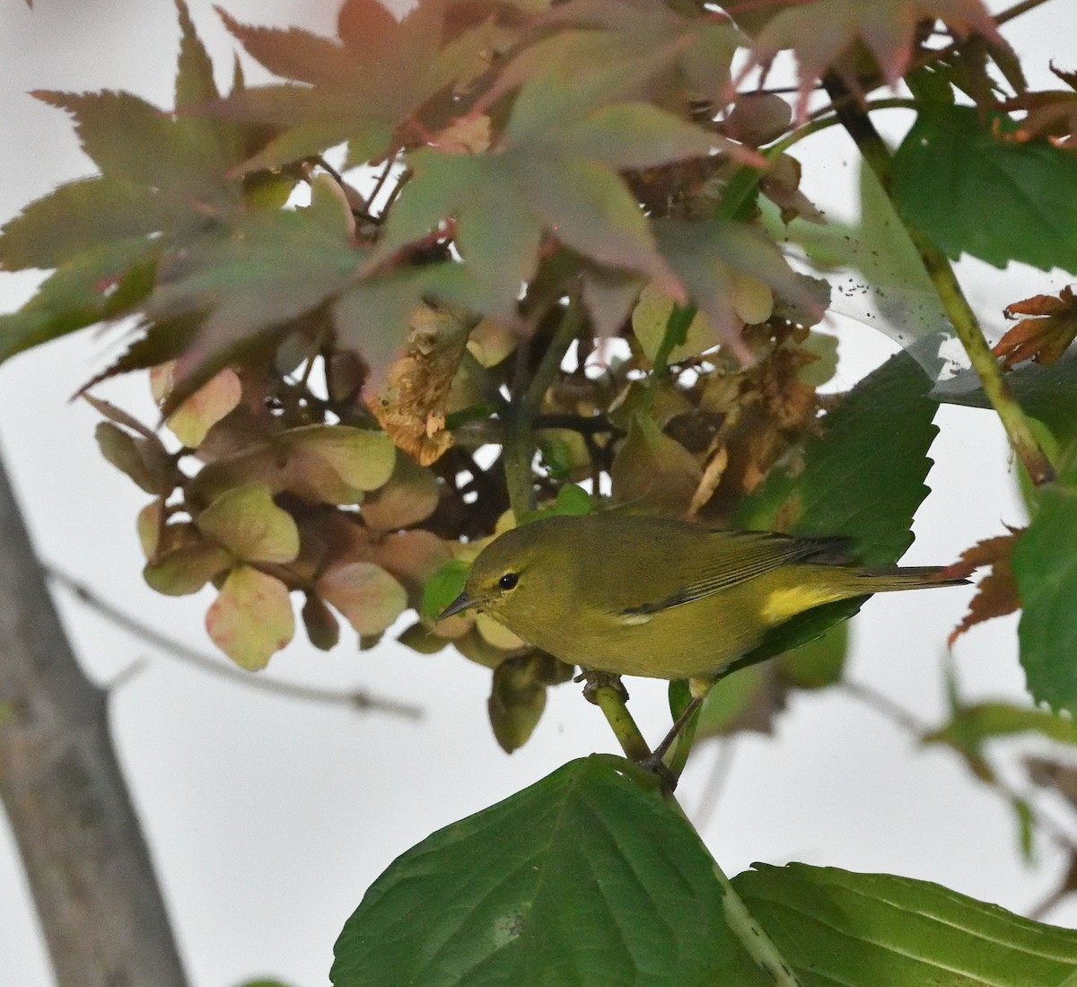 Orange-crowned Warbler - ML504485531