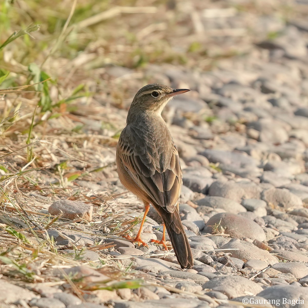 Long-billed Pipit - ML504487031