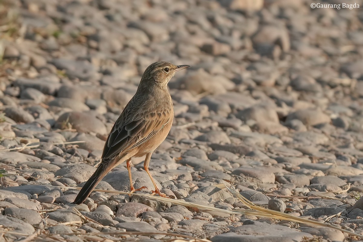 Long-billed Pipit - ML504487051