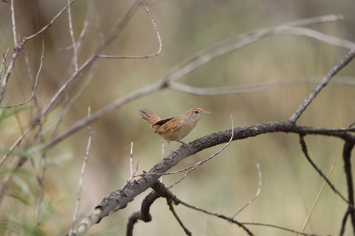 Mégalure du spinifex - ML504488721