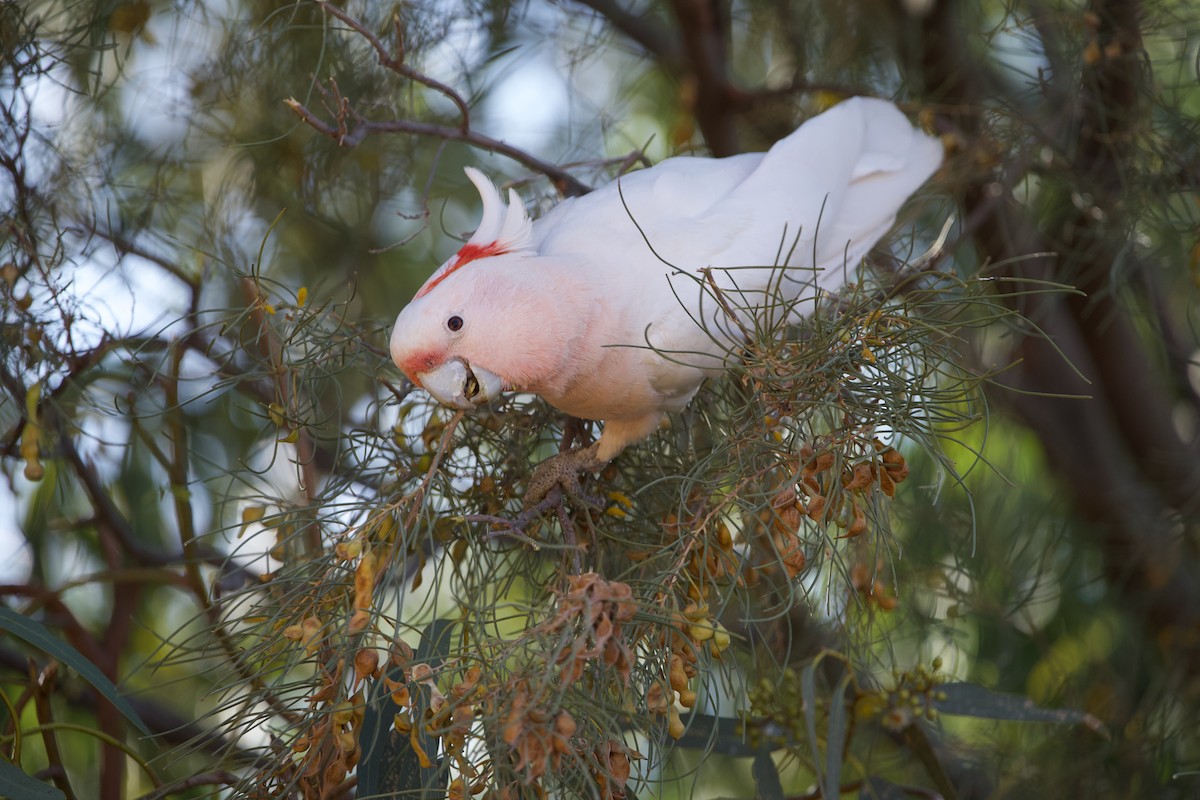 Pink Cockatoo - ML504489011